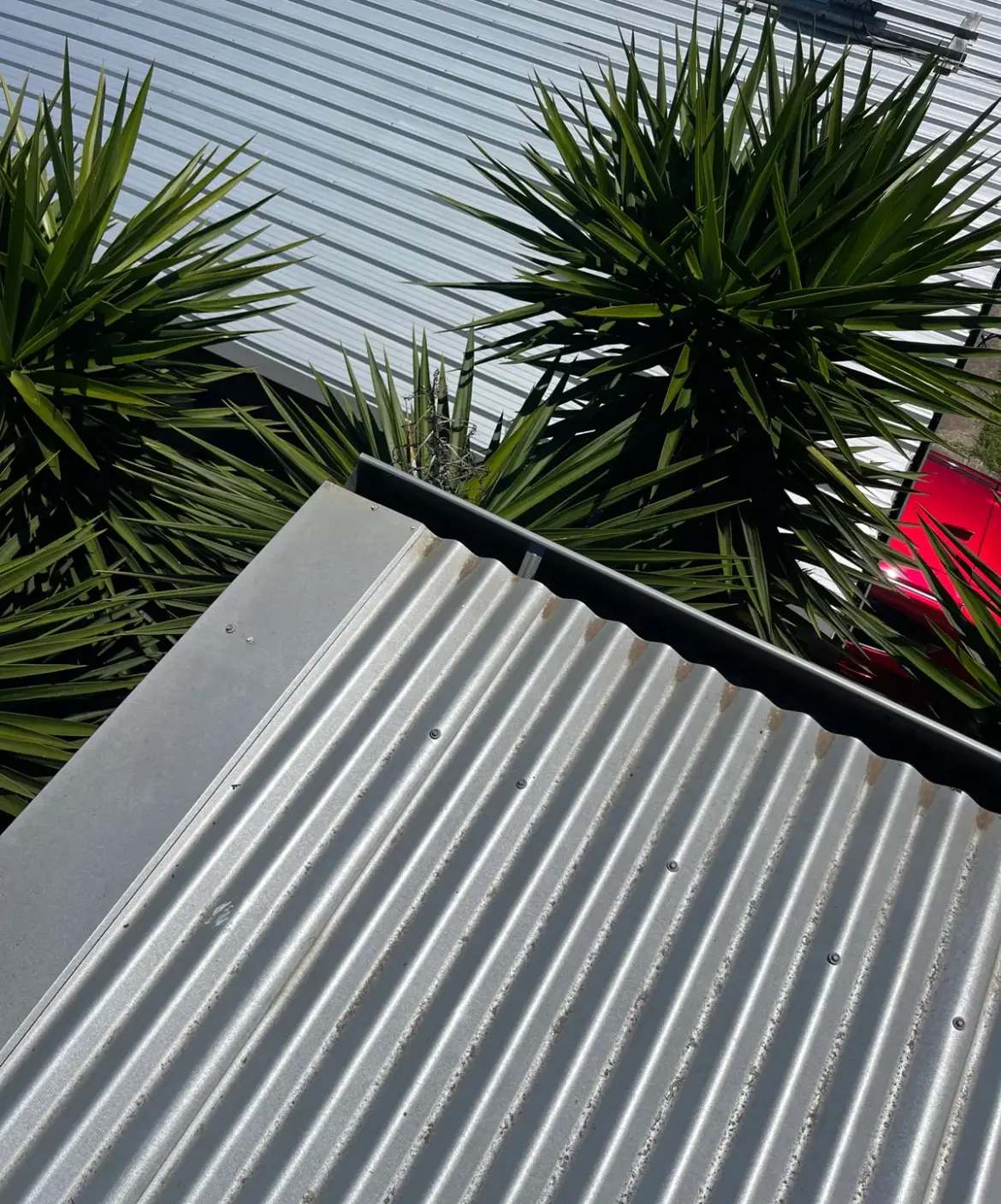 Corrugated metal roof edge with gutter above yucca plants