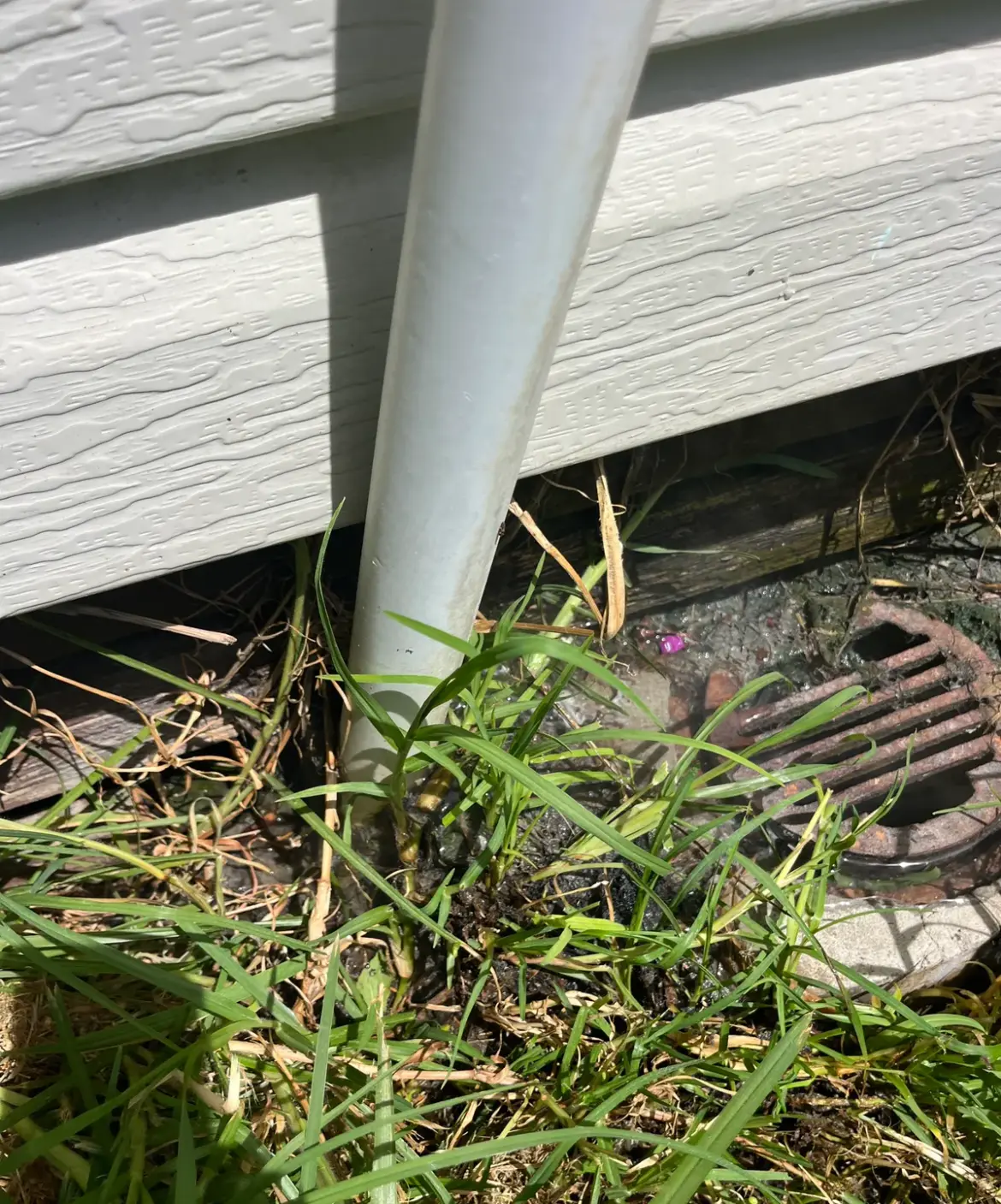 Rusty drain grate at the foot of a downpipe against a weatherboard wall with grass growing around it